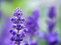 Foto: Lavendel