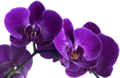 Foto: Orchidee